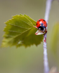 ladybug on a leaf