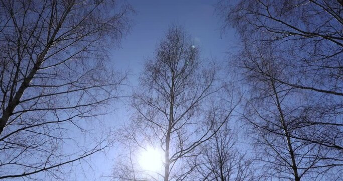 leafless birch trees in early spring in sunny weather, the first buds on young birches in early spring