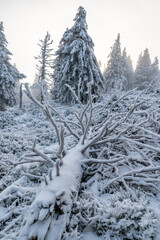 Wintermood sunrise in a mountains with frozen stones and spruce trees with inversion in Jeseniky mountains Czech Republic