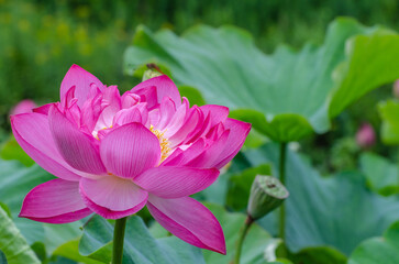 北海道に咲く蓮の花