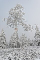 Wintermood sunrise in a mountains with frozen stones and spruce trees with inversion in Jeseniky...