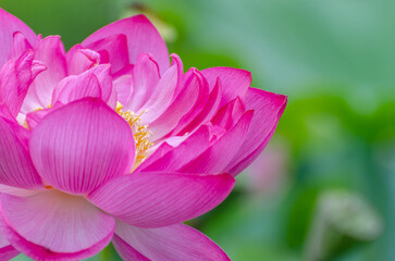 Naklejka premium 北海道に咲く蓮の花