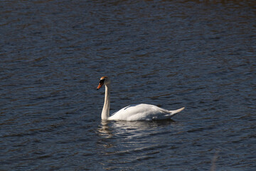 This beautiful swan is calmly swimming across this calm pond. The very long neck is reach out with her eyes looking around for food. The pretty orange beak is ready to scoop up whatever comes.