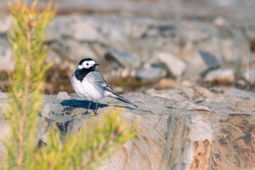 White wagtail (Motacilla alba) standing on a rocky hill in a community park in Finland