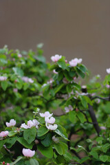 Pink blossoms on quince tree. Selective focus.