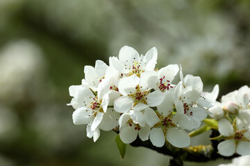 tree blossom - 598608357