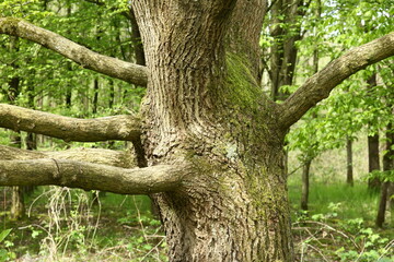 old oak tree - 598608512