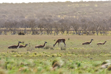 Lama animal, , in pampas grassland environment, La Pampa province, Patagonia,  Argentina