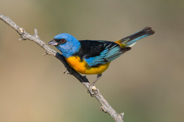 Blue and Yellow Tanager, Thraupis bonariensis, Calden Forest, La Pampa, Argentina