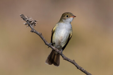 White crested Elaenia, Elaenia albiceps, calden Forest, La Pampa province , Patagonia, Argentina