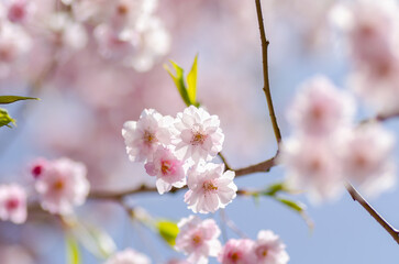 Fototapeta na wymiar 松前の桜は色とりどり
