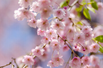 松前の桜は色とりどり