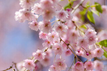松前の桜は色とりどり