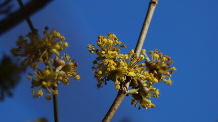 yellow flower on blue sky