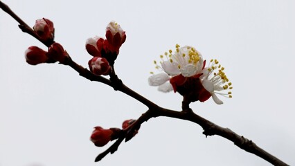 spring blossom