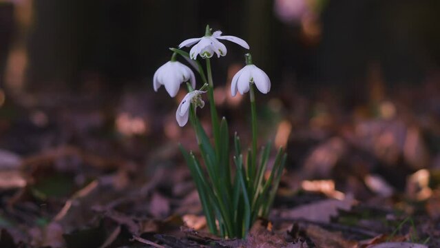 snowdrop flowers close-up in shaded woodland, dappled light in background, tracking left