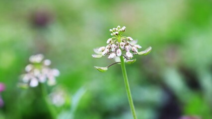 white flower in the grass