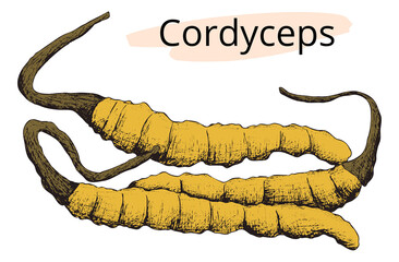 Hand drawn jpg color image of Cordyceps militaris. Horizontal vintage pattern. Line sketch silhouette on white background