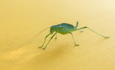 green grasshopper on yellow fabric..