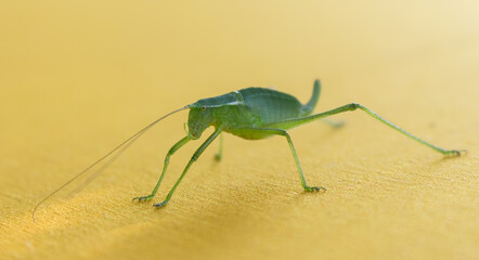 green grasshopper on yellow fabric..