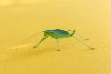 green grasshopper on yellow fabric..
