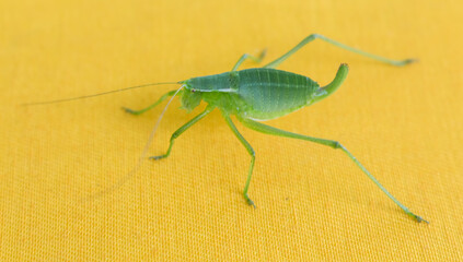 green grasshopper on yellow fabric..