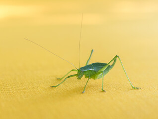 green grasshopper on yellow fabric..