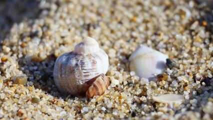 shells on the beach closeup