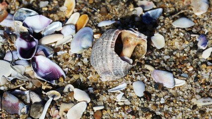 shells on the beach closeup