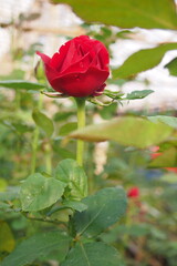 A red rose is in the background and the leaves are green.