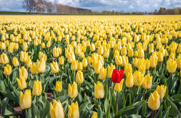 One striking red tulip between a whole field full of yellow blooming tulips. The photo was taken one spring day at a flower bulb nursery on the former Dutch island of Goeree-Overflakkee.