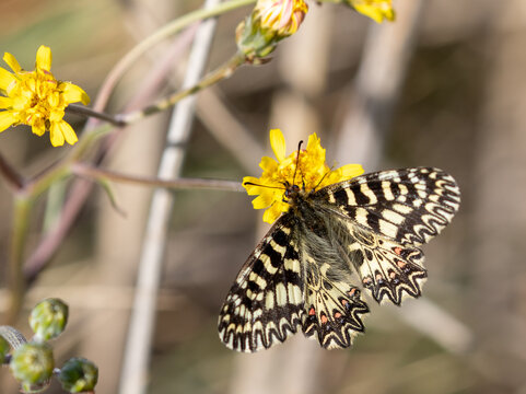 Macrophotographie d'un papillon - Proserpine - Zerynthia rumina