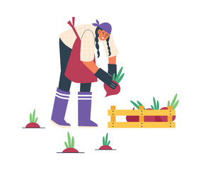 Woman harvesting beetroots, flat vector illustration isolated on white background.