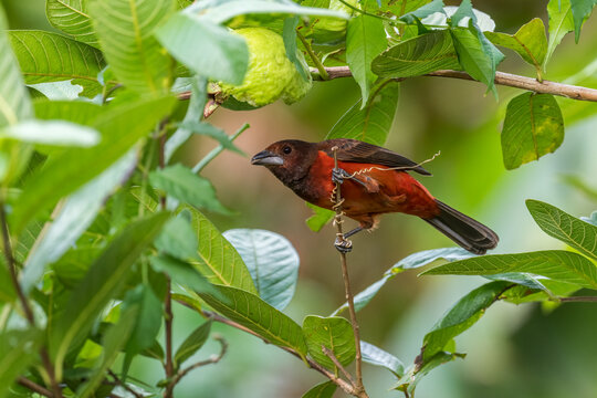 Crimson-backed Tanager - Ramphocelus dimidiatus, beautiful red and black perching bird from Latin America woodlands and forests, El Valle de Volcán, Panama.
