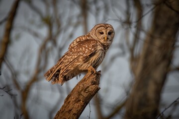 Barred Owl from Hays Nature Preserve