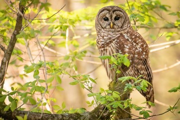 Barred Owl from Hays Nature Preserve