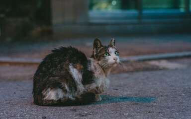 cat on the street