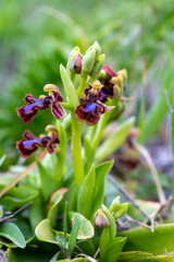 Wild orchid, scientific name; Ophrys speculum