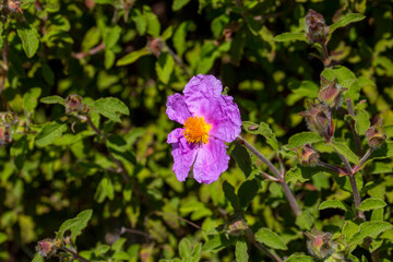 Laden; It is a plant species with white or pink flowers that make up the Cistus genus of the Cistaceae family.