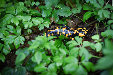 The fire salamander (Salamandra salamandra) is possibly the best-known salamander species in Europe. Macro portrait on moss in Czech republic, Europe.