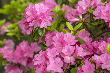 つつじ　ツツジ　躑躅　花