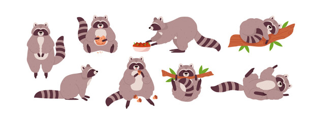 Fototapeta premium Set of cute raccoons in various poses, cartoon flat vector illustration isolated on white background.
