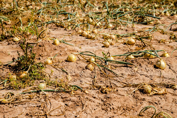 onion plantation, onions buried in the ground