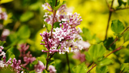 Miss Kim Lilac, seductive beauty