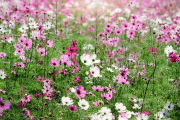 Pink cosmos flower blooming in the field, beautiful vivid natural summer garden outdoor park image, purple cosmos flower blooming in green background with warm sun light.