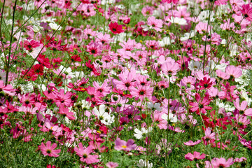 Pink cosmos flower blooming in the field, beautiful vivid natural summer garden outdoor park image, purple cosmos flower blooming in green background with warm sun light.