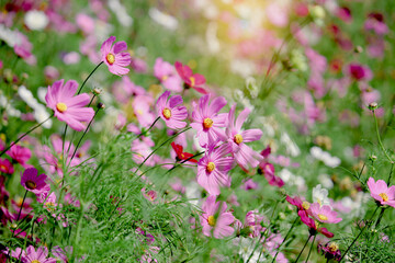 Pink cosmos flower blooming in the field, beautiful vivid natural summer garden outdoor park image, purple cosmos flower blooming in green background with warm sun light.