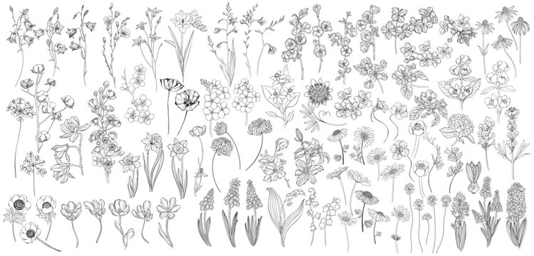 Flowers. Hand drawn big vector collection on white. Isolated elements. Perfect for logo, invitations, greeting cards and as a design element.