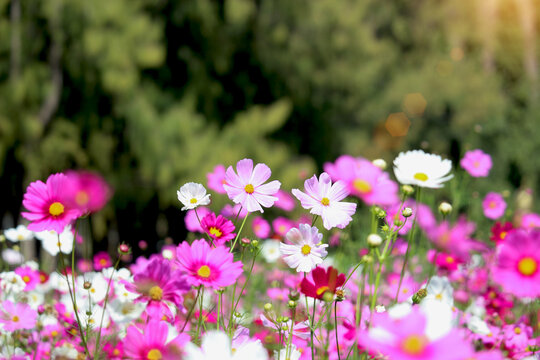 Pink cosmos flower blooming in the field, beautiful vivid natural summer garden outdoor park image, purple cosmos flower blooming in green background with warm sun light.
