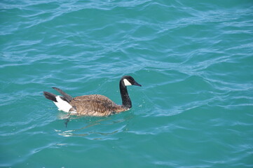 Close up of a goose floating in a lake